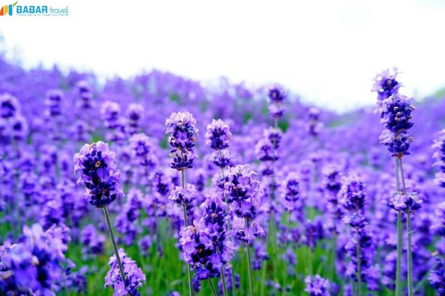 Ngất ngây trước vẻ đẹp của cánh đồng hoa Lavender ở Provence