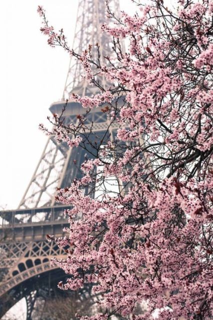 Bỏ túi kinh nghiệm ngắm hoa anh đào khi đi du lịch Paris